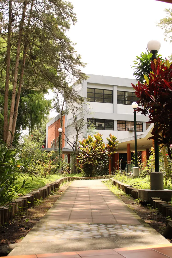 Caminho arborizado na entrada da escola